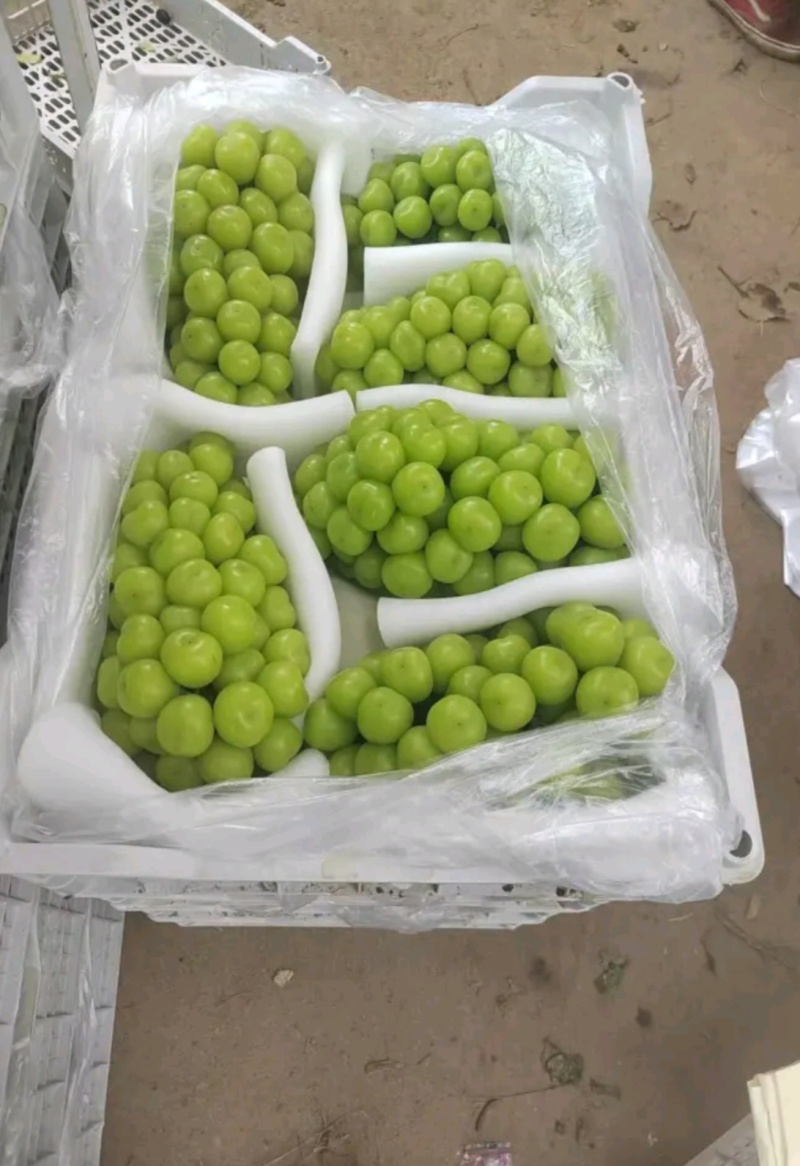 河北，维多利亚葡萄，，大量上市了，质量有保证，诚信第一位