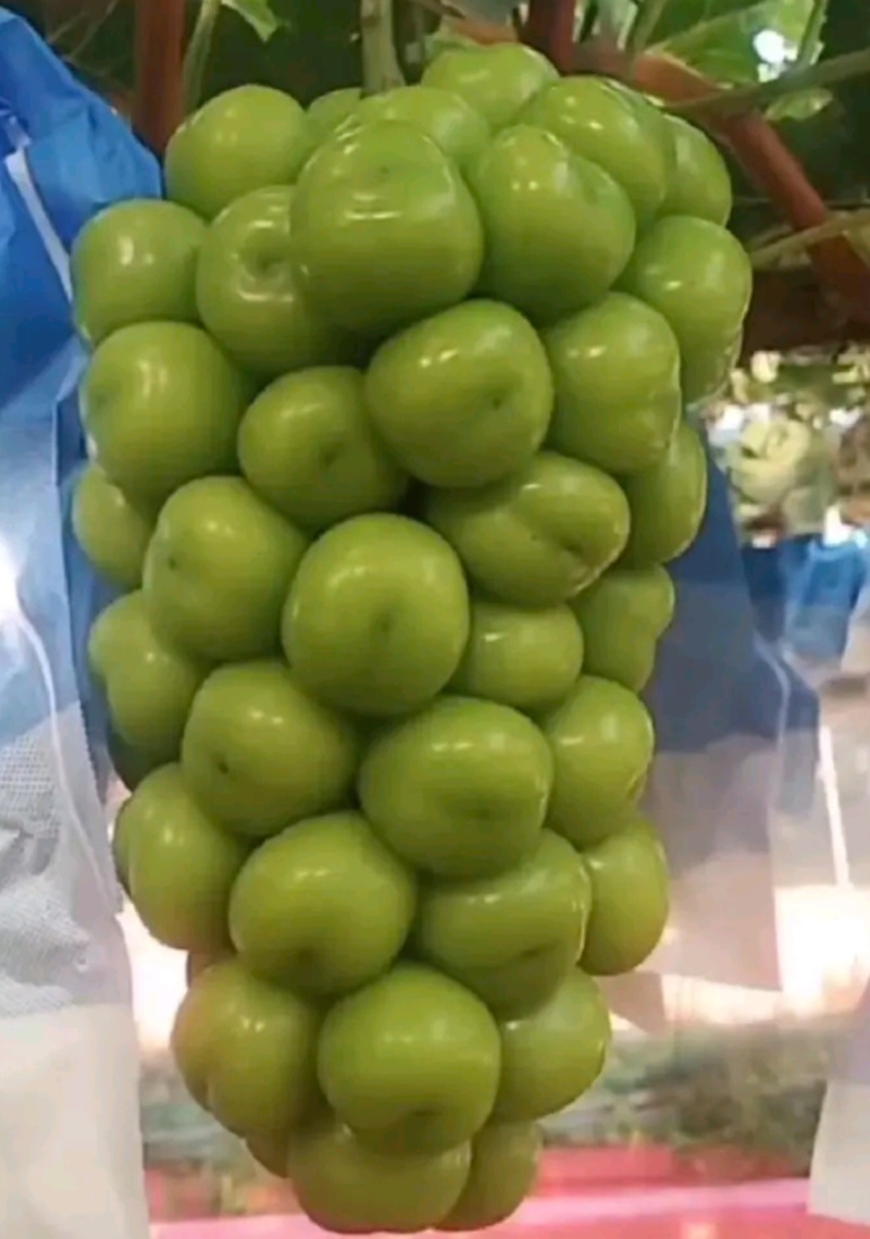 河北，维多利亚葡萄，，大量上市了，质量有保证，诚信第一位