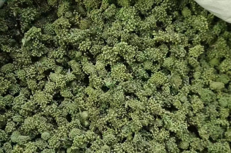 三七花，一手货源，产地直发，量大价优