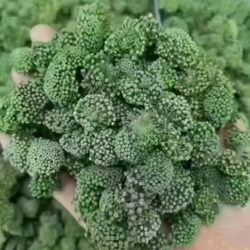 三七花，一手货源，产地直发，量大价优