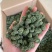 三七花，一手货源，产地直发，量大价优