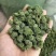 三七花，一手货源，产地直发，量大价优
