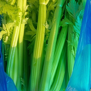 精品芹菜