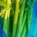 精品芹菜