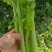 精品芹菜