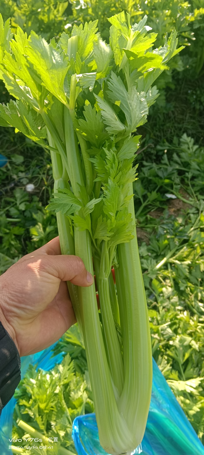 精品芹菜