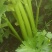 精品芹菜