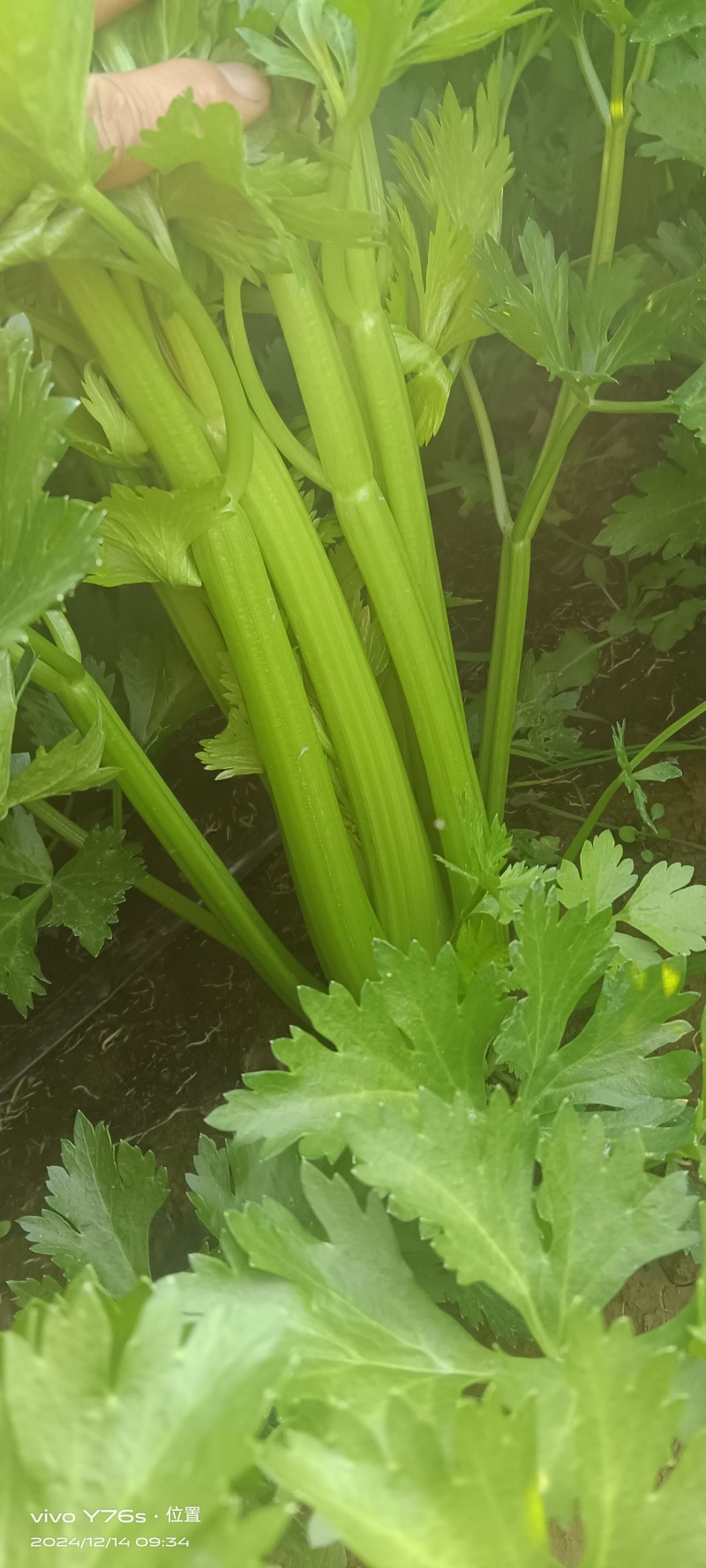 精品芹菜