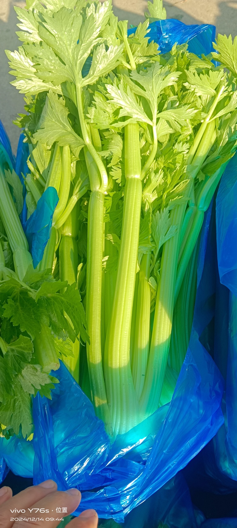 精品芹菜