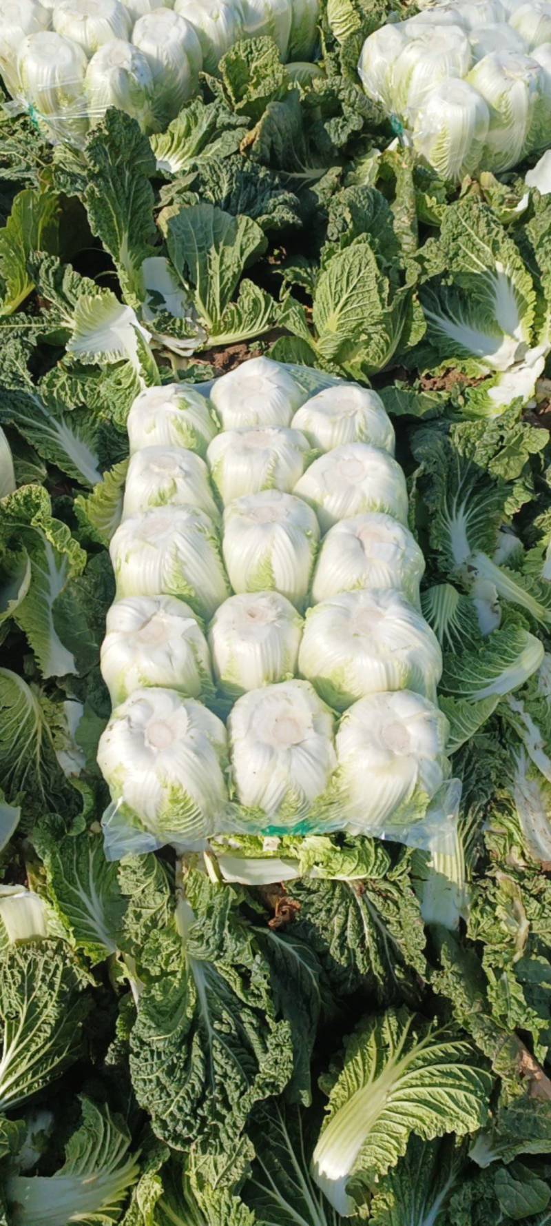 湖北潜江黄心白菜上市中，无虫无蜜无烧心，清秀色绿味道清甜