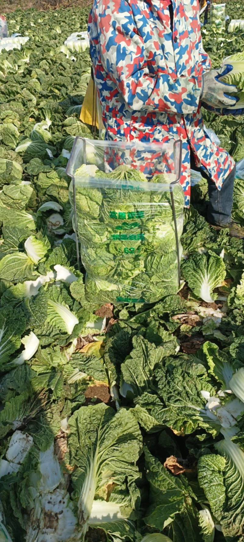 湖北潜江黄心白菜上市中，无虫无蜜无烧心，清秀色绿味道清甜