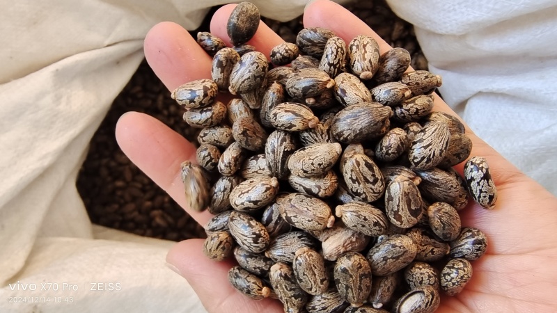 蓖麻子籽粒饱满选货各种规格（中药材用）量大从优