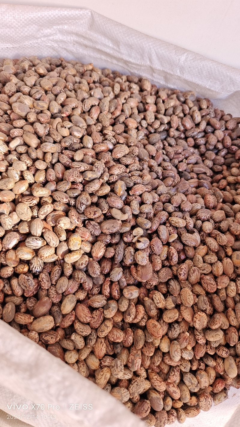 蓖麻子籽粒饱满选货各种规格（中药材用）量大从优