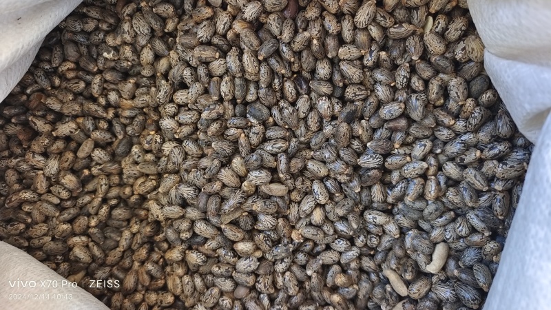 蓖麻子籽粒饱满选货各种规格（中药材用）量大从优