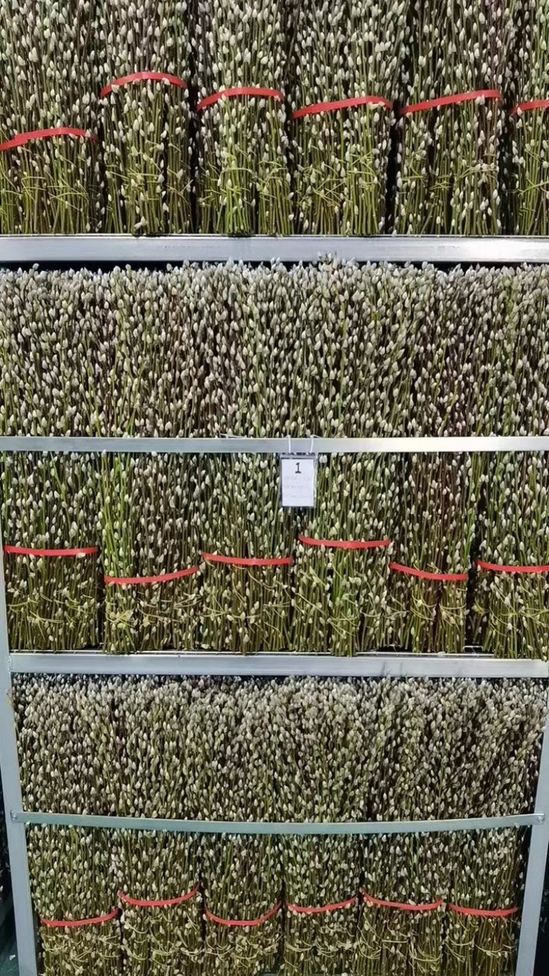 银柳年宵花