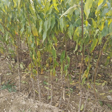 桃树苗全网供应优质品种桃树成品苗桃树嫁接苗水蜜桃果桃苗
