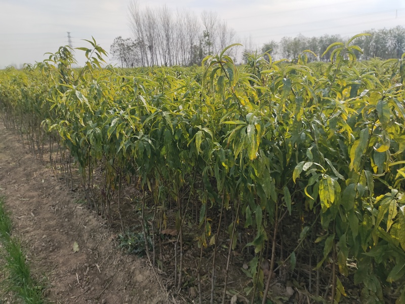 桃树苗全网供应优质品种桃树成品苗桃树嫁接苗水蜜桃果桃苗