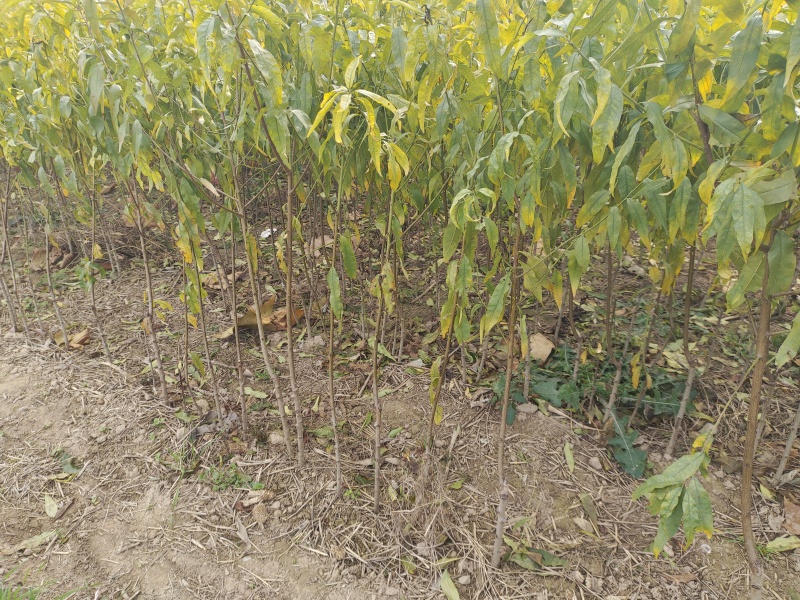 桃树苗全网供应优质品种桃树成品苗桃树嫁接苗水蜜桃果桃苗