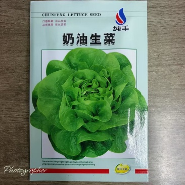 四季奶油生菜种子生菜籽阳台盆栽可生吃甜脆易种速生耐高