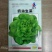四季奶油生菜种子生菜籽阳台盆栽可生吃甜脆易种速生耐高