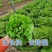 四季奶油生菜种子生菜籽阳台盆栽可生吃甜脆易种速生耐高