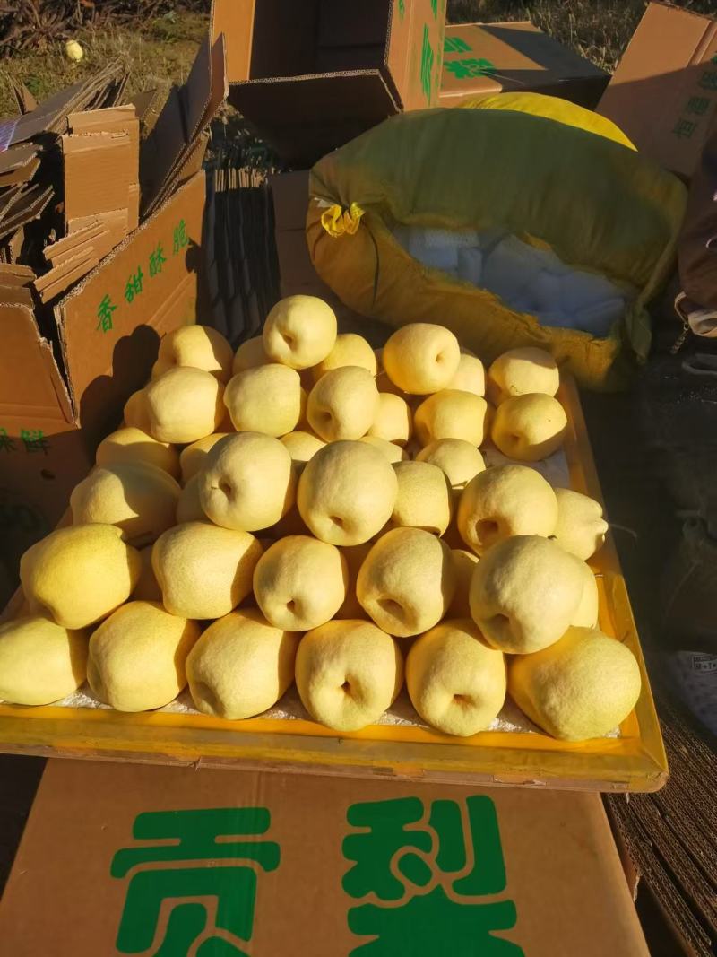 精品酥梨大量供货脆甜多汁无渣对接全国市场商超