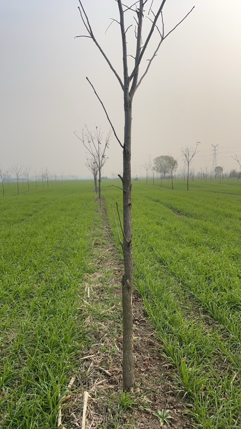 碧根果山核桃树，7年树，2千多棵处理，有需要的联系
