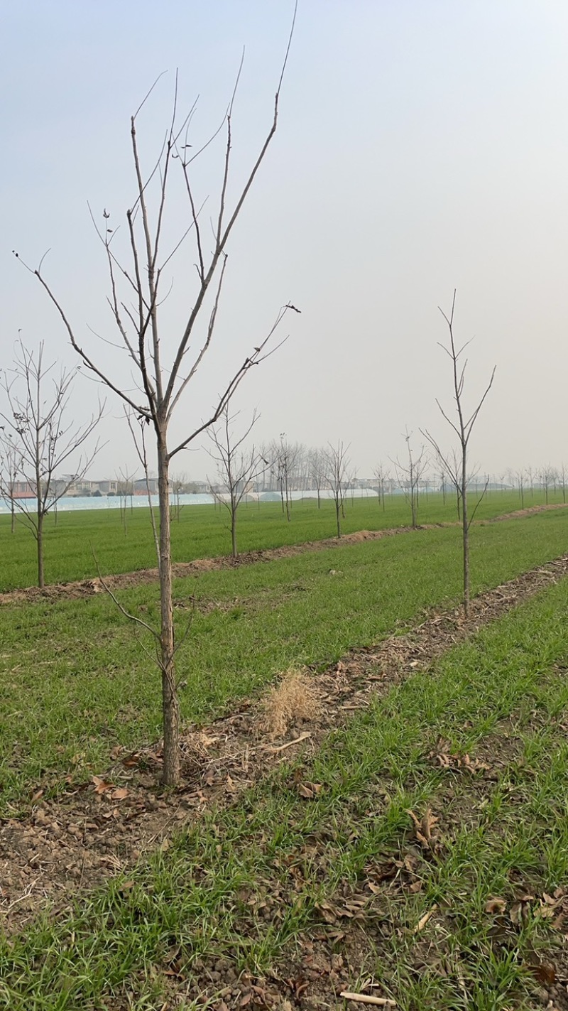 碧根果山核桃树，7年树，2千多棵处理，有需要的联系
