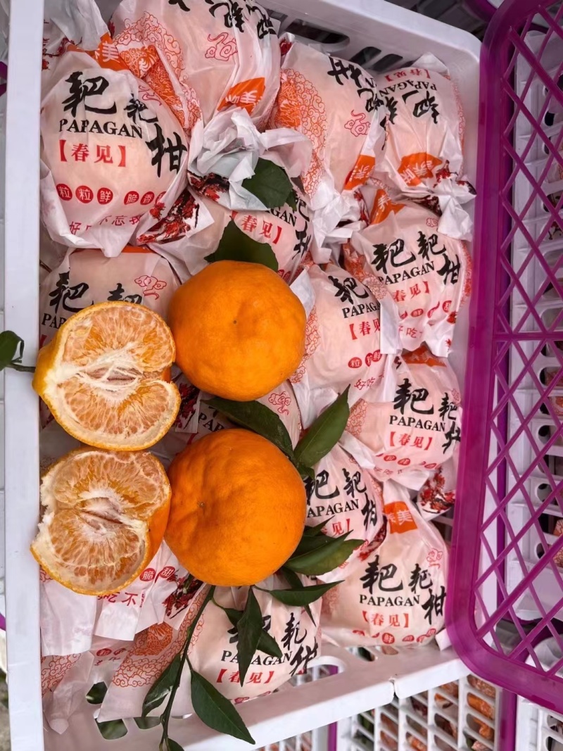 精品耙耙柑一手货源量大从优品质保证口感好汁水多
