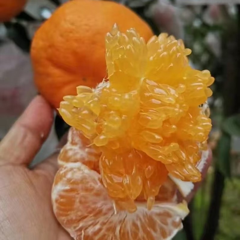 精品耙耙柑一手货源量大从优品质保证口感好汁水多