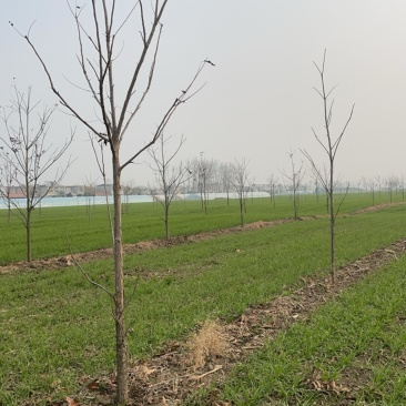 碧根果山核桃树，7年树，2千多棵处理，有需要的联系
