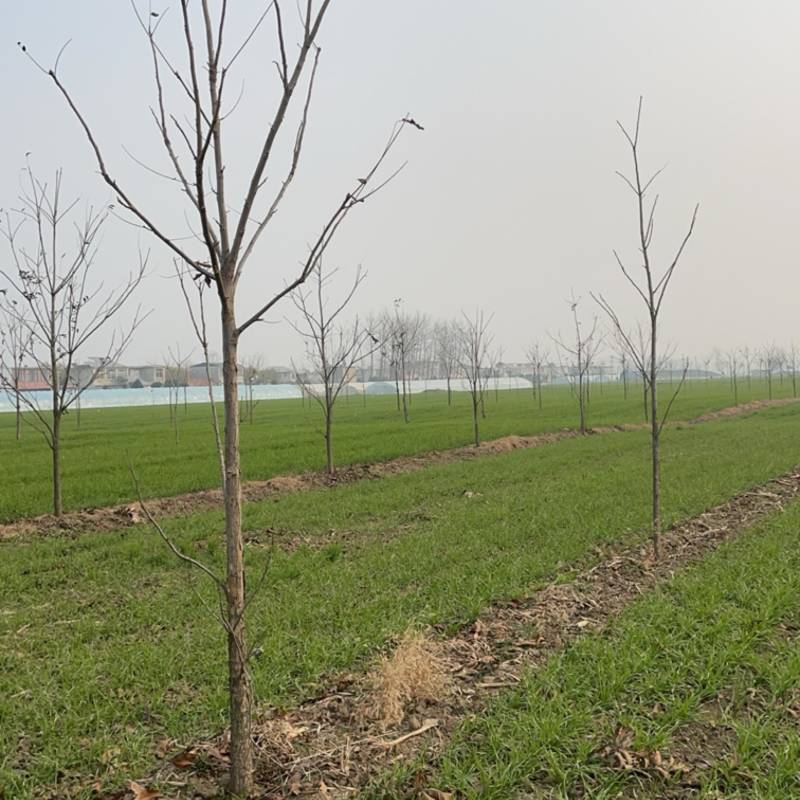 碧根果山核桃树，7年树，2千多棵处理，有需要的联系