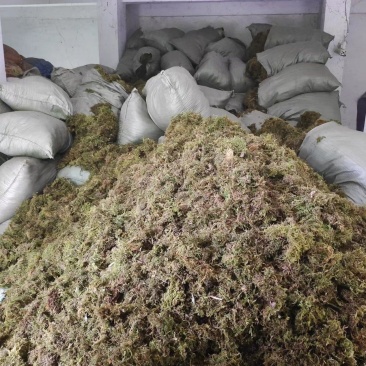 干青苔，苔藓，大量现货，长期供应