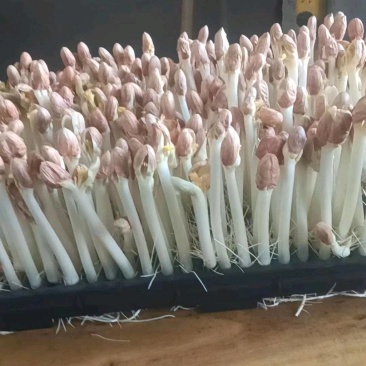水培精品花生芽芽苗菜货源充足价格实惠需要的联系