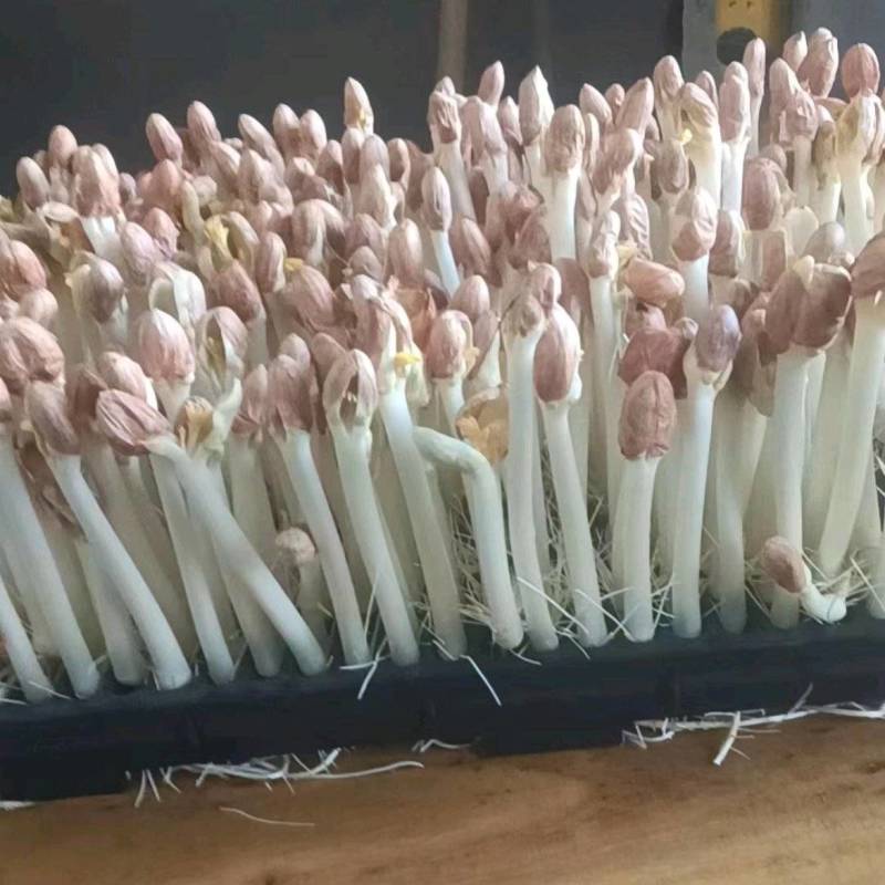 水培精品花生芽芽苗菜货源充足价格实惠需要的联系