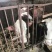 自养土黄牛，黄标品质上等好牛，农户自家草料玉米喂养。