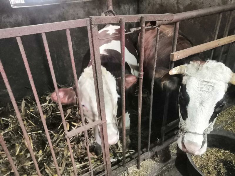 自养土黄牛，黄标品质上等好牛，农户自家草料玉米喂养。