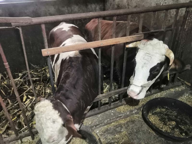 自养土黄牛，黄标品质上等好牛，农户自家草料玉米喂养。