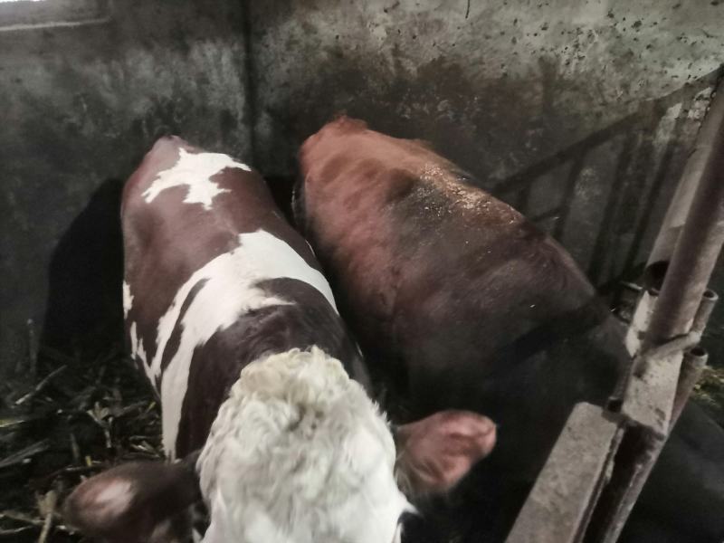 自养土黄牛，黄标品质上等好牛，农户自家草料玉米喂养。