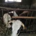 自养土黄牛，黄标品质上等好牛，农户自家草料玉米喂养。