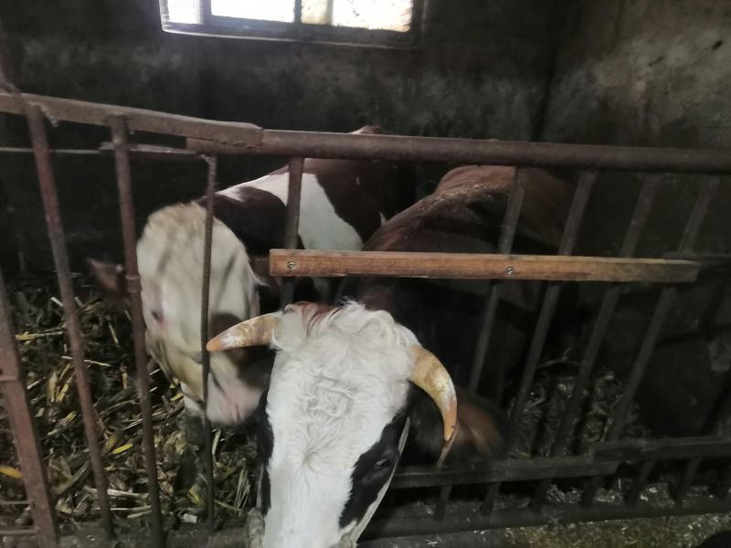 自养土黄牛，黄标品质上等好牛，农户自家草料玉米喂养。
