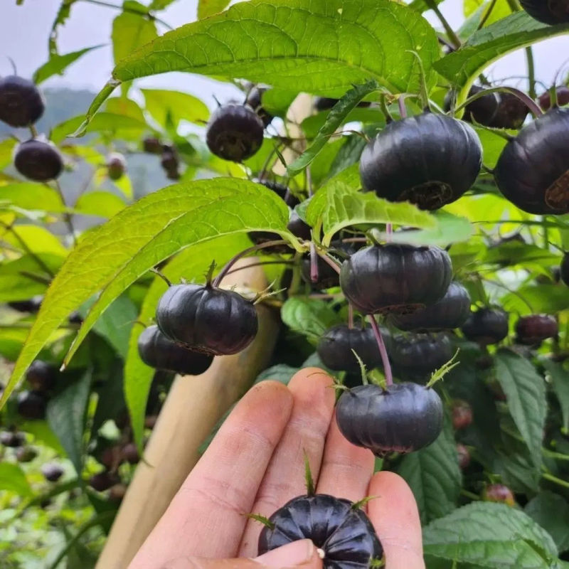 云南当季食用红果参算盘果早熟晚熟大果当年四季蜘蛛果水果