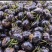 云南当季食用红果参算盘果早熟晚熟大果当年四季蜘蛛果水果