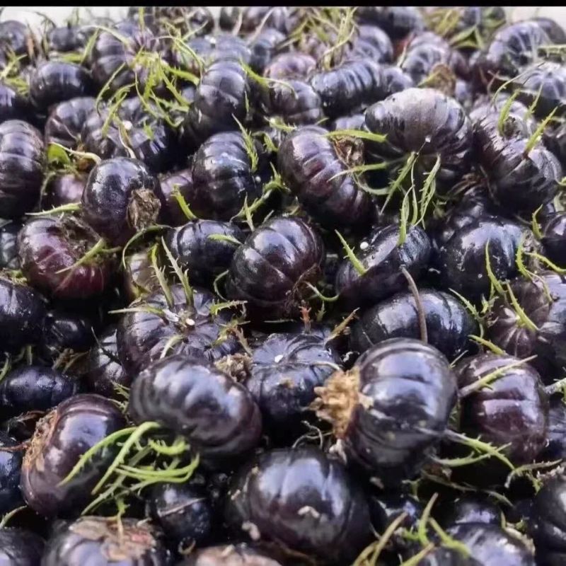 云南当季食用红果参算盘果早熟晚熟大果当年四季蜘蛛果水果