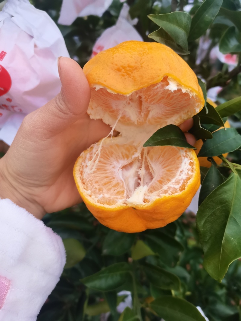 春见耙耙柑