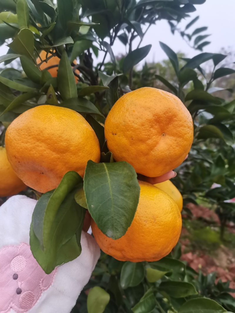 春见耙耙柑