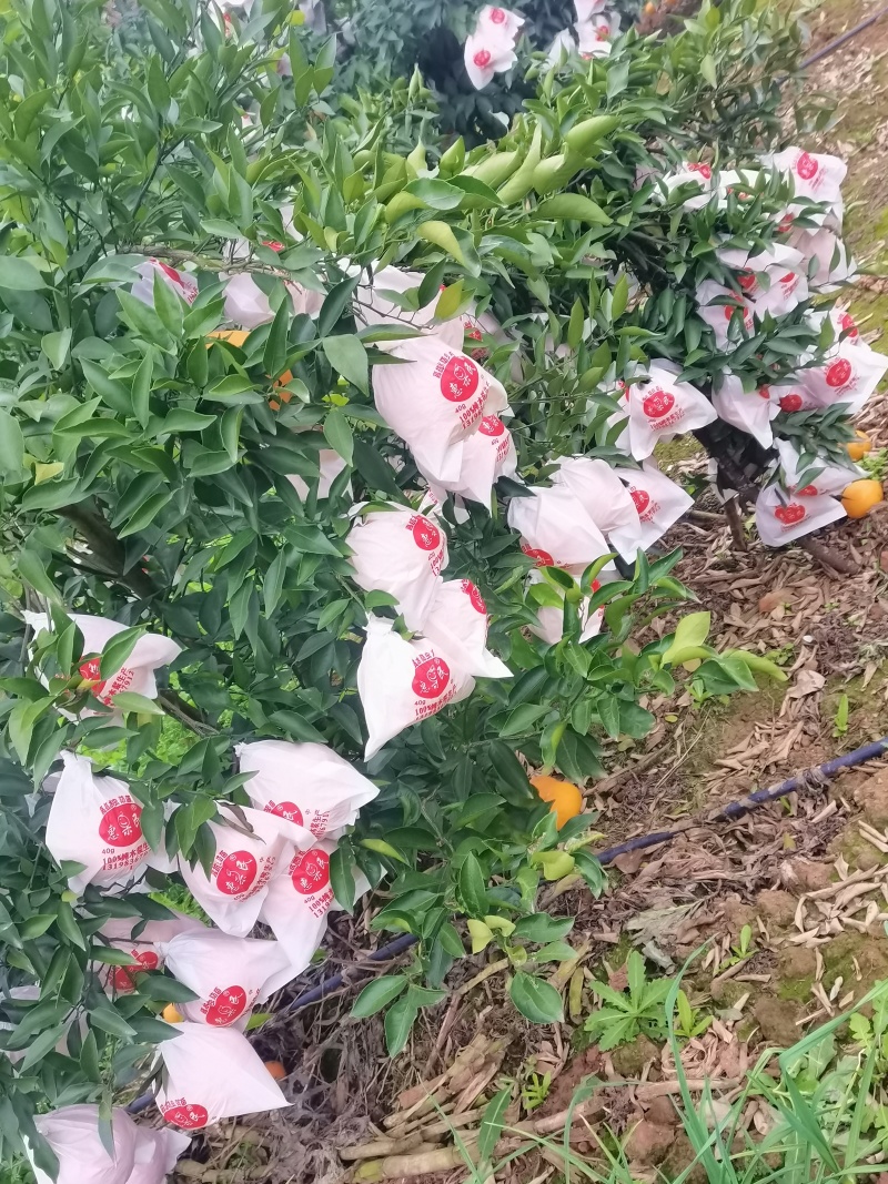春见耙耙柑