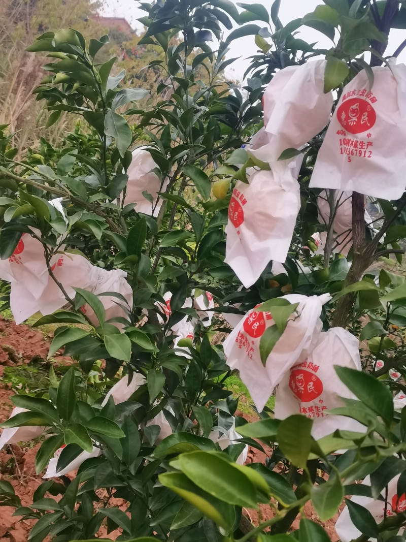 春见耙耙柑