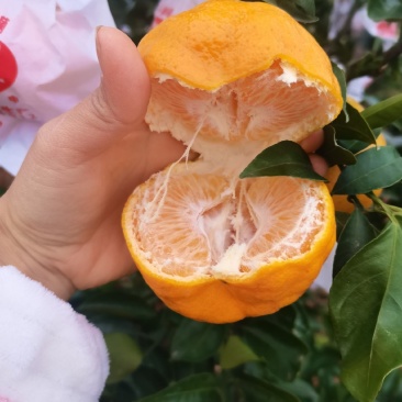 春见耙耙柑