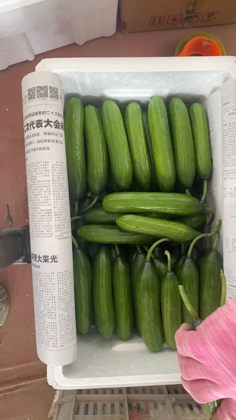 精品水果黄瓜，商超，一件代发，平台，市场均可发货，